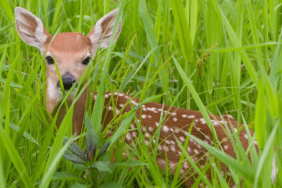Yaban Hayatı Ceylan