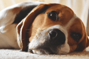 beagle-kopek-cinsi-ozellikleri-ve-bakimi1