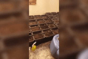 Ayvalık Hint Keneviri