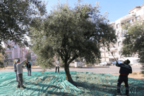 Turgutlu zeytin hasadı 1