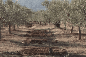 Urla Zeytin Çocuk Festivali