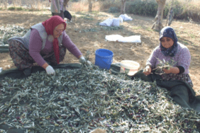 Zeytin İşçisi Kadınlar