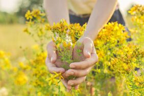 kantaron-yagi-faydalari-nelerdir-nasil-kullanilir_827575_1