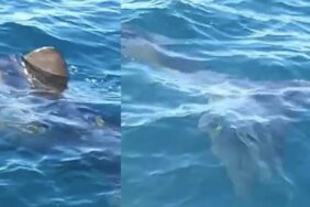 Edremit Körfezi'nde köpek balığı paniği