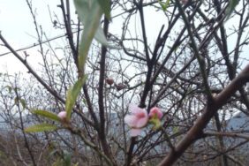 Kar yağışı beklenirken şeftali ağacı çiçek açtı!