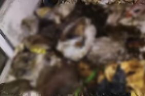 Muğla'da vahşet! Hepsi ölü bulundu ev sahibi gözaltında