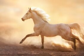 Atlar kaç yıl yaşar?