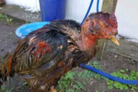 Hayvanları koruma derneğine baskın! Hepsi yakalandı