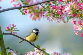 Havaya, suya, toprağa cemre düşme tarihleri!