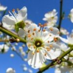 Havaya, suya, toprağa cemre düşme tarihleri!