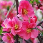 Havaya, suya, toprağa cemre düşme tarihleri!