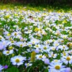 Havaya, suya, toprağa cemre düşme tarihleri!