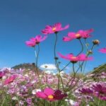 Havaya, suya, toprağa cemre düşme tarihleri!