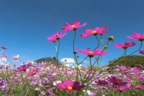 Havaya, suya, toprağa cemre düşme tarihleri!