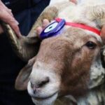 Kurban Bayramı ne zaman başlıyor?