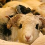 Kurban Bayramı ne zaman başlıyor?