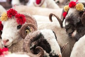 Kurban Bayramı ne zaman başlıyor?