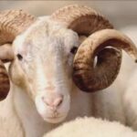 Kurban Bayramı ne zaman başlıyor?