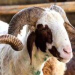 Kurban Bayramı ne zaman başlıyor?