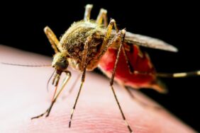 Aedes Sivrisinek Isırığı Belirtileri Nelerdir, Tedavisi Var Mı? Aedes Sivrisinek Isırığından Korunmanın Yolları