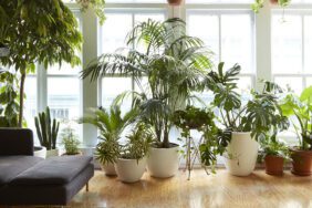 Bu 6 bitki hayatınızdaki tüm stresi silip atıyor! Mutlaka evinizde bulundurun