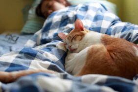 Evcil hayvanla uyunur mu? Uzmanlar evcil hayvanlarla uyumanın faydalarını sıraladı