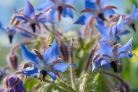 Ispıt Nedir, Nerede Yetişir? Tam Mevsimi Ispıt Otu Faydaları