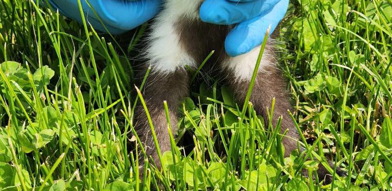 Yaralı Sansar Yavrusu Tedavi Edildi