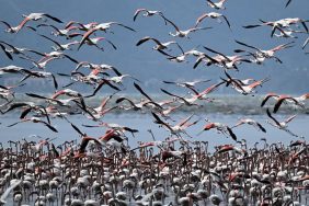 İklim değişikliği kuşların üremesini etkiliyor