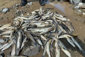 Akarsu ıslahında suya çimento karıştı! Binlerce balık telef oldu!