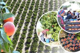 Denizli Pamukkale'de şeftali hasadı başladı