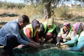 edremitte-zeytin-hasadi-basladi