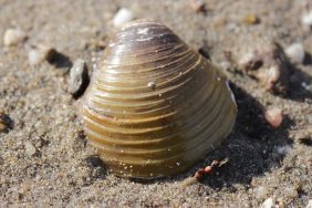 DENİZ TARAĞI NEDİR yemekleri nelerdir