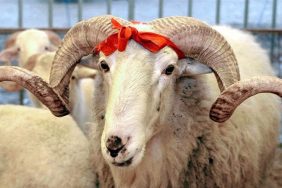 kurban-bayrami-ne-zaman