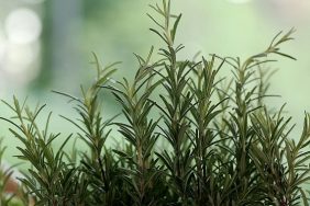 biberiye suyu tarifi