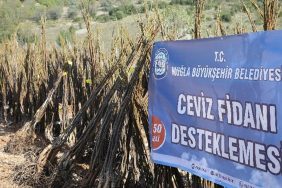 muglada-meyve-fidani-dagitimi-de