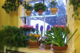 saksı çiçek çiçekler