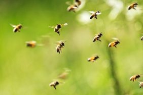 arılar arı arıcılık