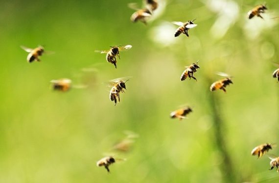 arılar arı arıcılık