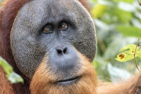 yaralı orangutan