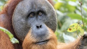 yaralı orangutan