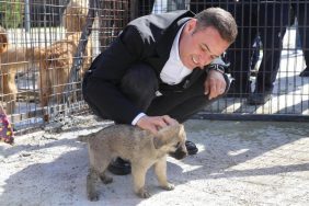 ahmet akın sokak hayvanları