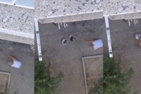 salihli kedi vahşet