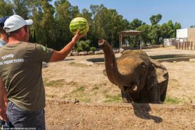 tire karpuz hayvanlar