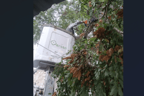 şehzadeler ağaç budama