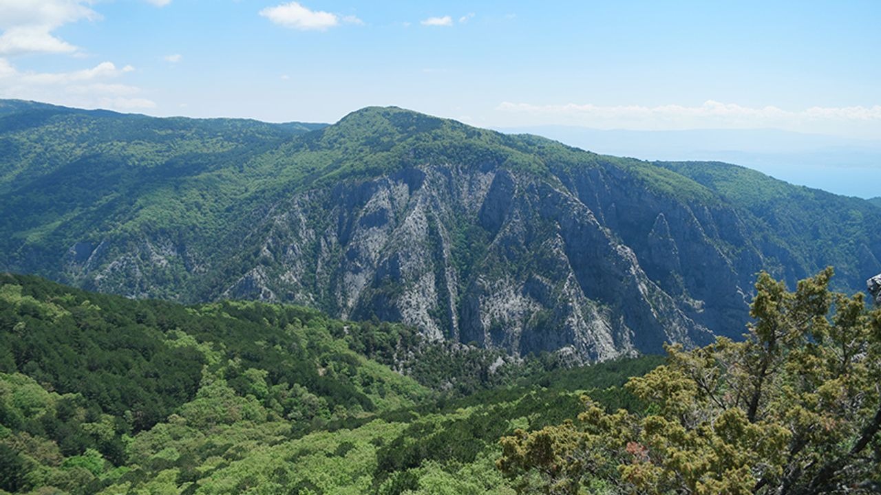 kazdağları orman ağaçlar