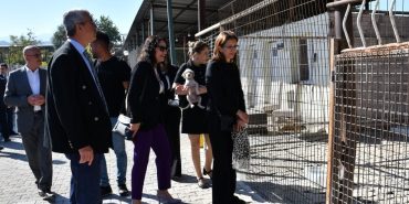 manisa sokak hayvanları