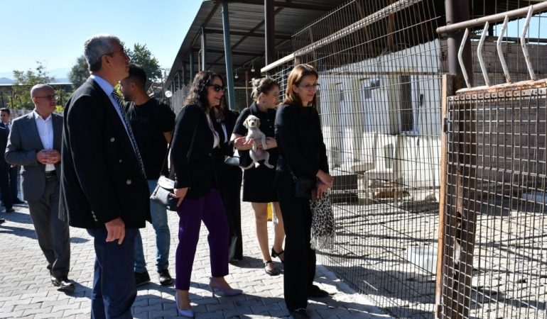 Manisa’da sahiplendirme ve kısırlaştırma çalışmaları sürüyor