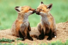 yavru-tilkiler-kurtuldu