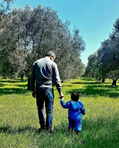 zeytin ağacı baba ve oğul
